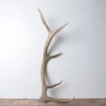 Elk Antler | Medium Size | 142