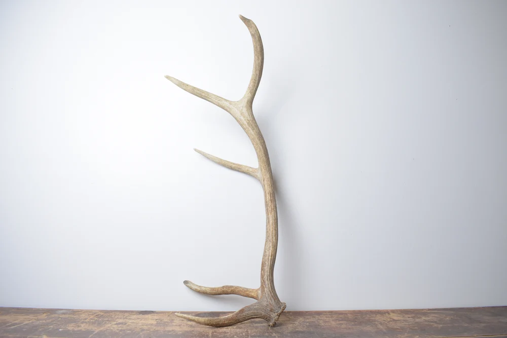 Elk-Antler-Medium-Size-156 Elk Antler | Medium Size | 156 - Image 1