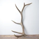 Elk Antler | Medium Size | 159