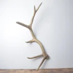 Elk Antler | Medium Size | 160