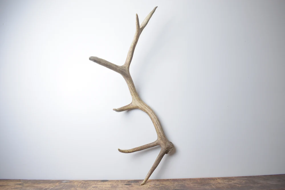 Elk-Antler-Medium-Size-160 Elk Antler | Medium Size | 160 - Image 1