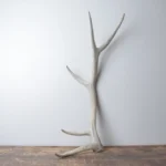 Elk Antler | Medium Size | 162