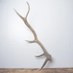 Elk Antler | Medium Size | 172