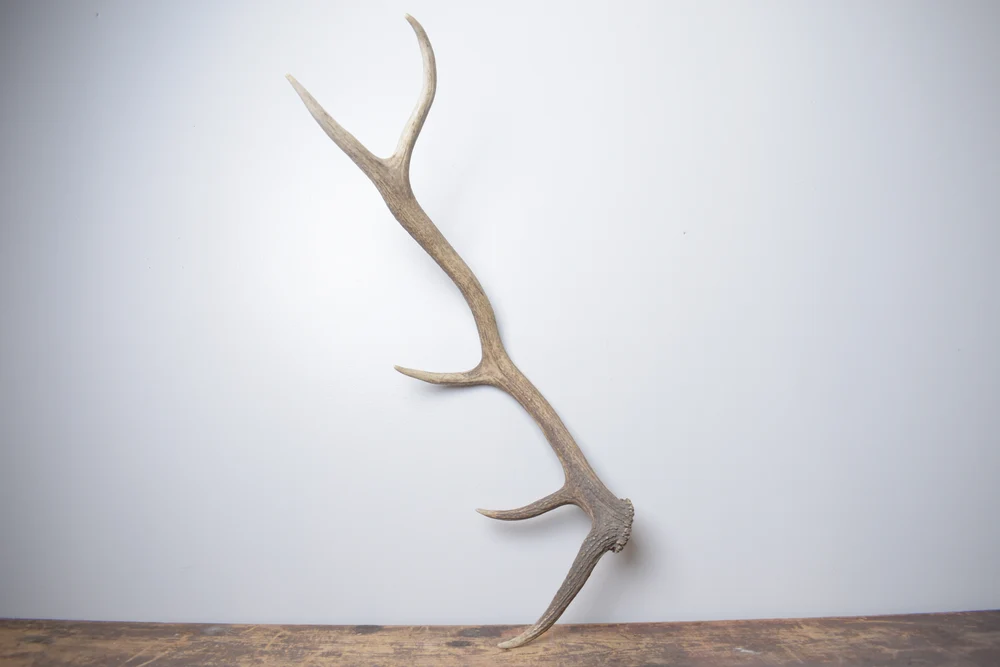 Elk-Antler-Medium-Size-172 Elk Antler | Medium Size | 172 - Image 1