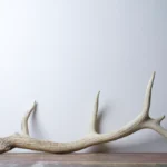 Elk Antler | Medium Size | 27