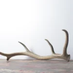Elk Antler | Medium Size | 32