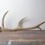 Elk Antler | Medium Size | 35