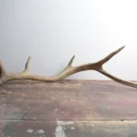 Elk Antler | Medium Size | 38