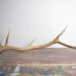 Elk Antler | Medium Size | 44