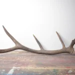 Elk Antler | Medium Size | 45