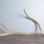 Elk Antler | Medium Size | 48