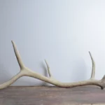 Elk Antler | Medium Size | 51
