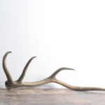 Elk Antler | Medium Size | 58
