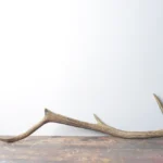 Elk Antler | Medium Size | 63