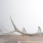 Elk Antler | Medium Size | 72