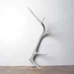 Elk Antler | Medium Size | 76