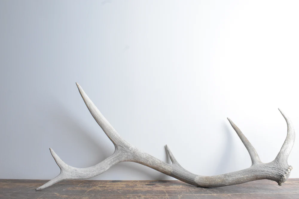 Elk-Antler-Medium-Size-79 Elk Antler | Medium Size | 79 - Image 1