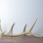 Elk Antler | Medium Size | 84