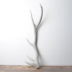 Elk Antler | Medium Size | 99