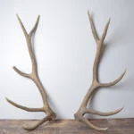 Elk Antler Set | Large | 145