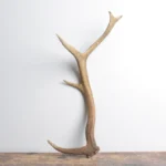 Elk Antler | Small Size | 101