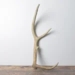 Elk Antler | Small Size | 104
