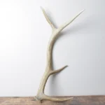 Elk Antler | Small Size | 107