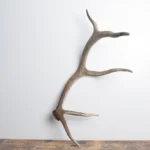 Elk Antler | Small Size | 109