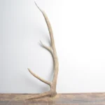 Elk Antler | Small Size | 112