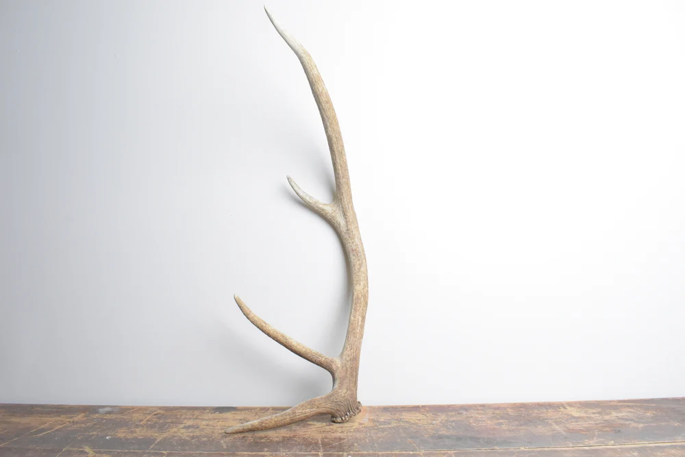 Elk-Antler-Small-Size-112 Elk Antler | Small Size | 112 - Image 1