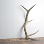 Elk Antler | Small Size | 114