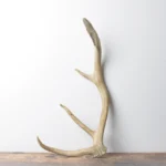 Elk Antler | Small Size | 117