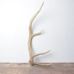 Elk Antler | Small Size | 120