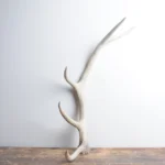 Elk Antler | Small Size | 123