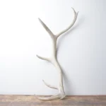 Elk Antler | Small Size | 125