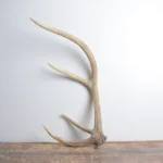 Elk Antler | Small Size | 129