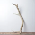 Elk Antler | Small Size | 130