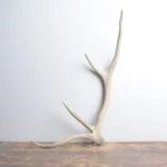 Elk Antler | Small Size | 131