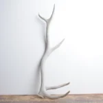 Elk Antler | Small Size | 132