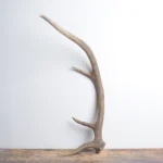 Elk Antler | Small Size | 134