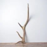 Elk Antler | Small Size | 137