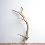 Elk Antler | Small Size | 138