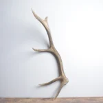 Elk Antler | Small Size | 139