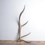 Elk Antler | Small Size | 141