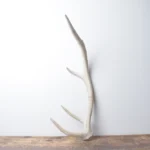 Elk Antler | Small Size | 143