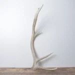 Elk Antler | Small Size | 144