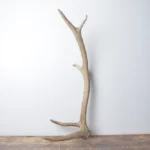 Elk Antler | Small Size | 147