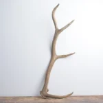 Elk Antler | Small Size | 149