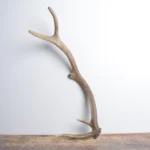 Elk Antler | Small Size | 150