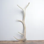 Elk Antler | Small Size | 157